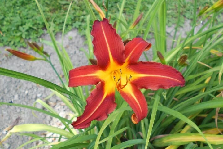 Hemerocallis 'Autumn Red'