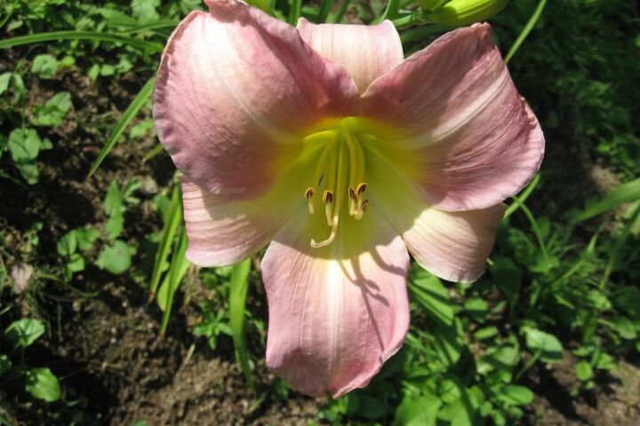 Hemerocallis 'Catherine Woodbury'