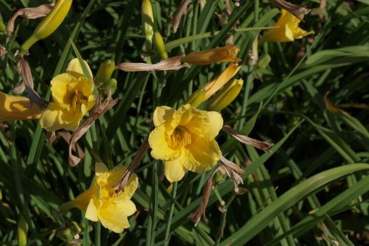 Hemerocallis stella 'de Oro'