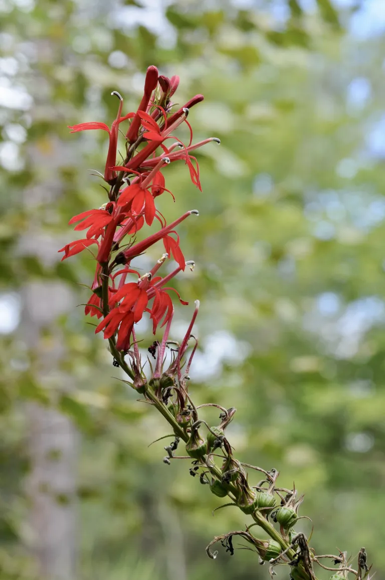 cardinal plant (Lobelia cardinalis) – flowers in close-up, plant photo