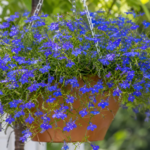 Lobelia 'Cascade Blue' – fotografia rastliny