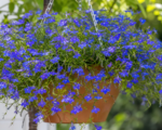 Lobelia ‘Cascade Blue’