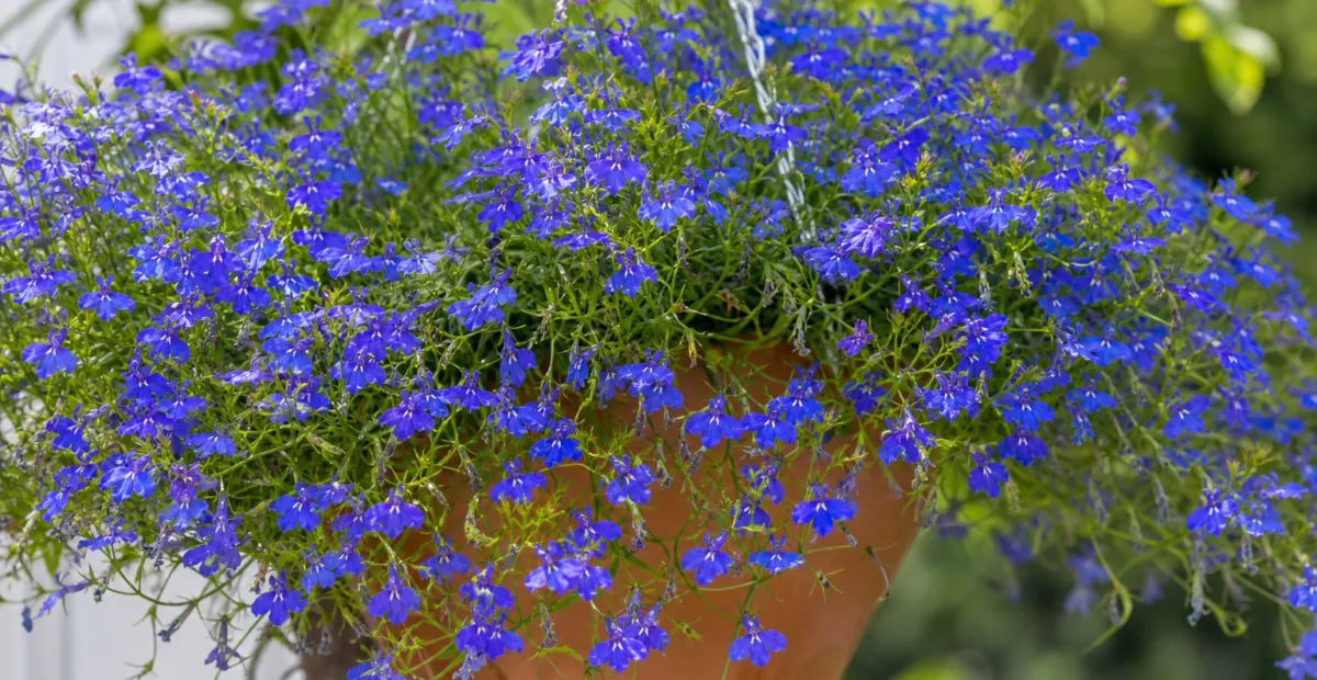 Lobelia 'Cascade Blue' – plant photo