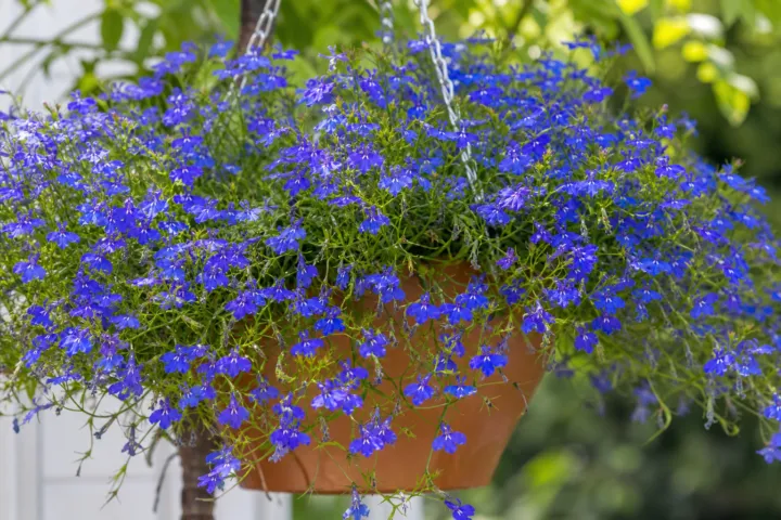 Lobelia 'Cascade Blue'