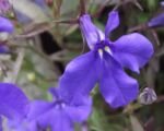 Lobelia erinus ‘Crystal Palace’ – pestovanie a starostlivosť