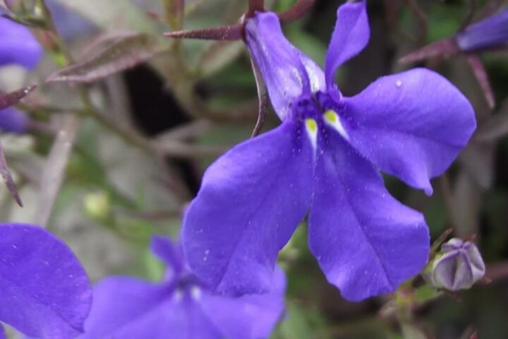 Lobelia erinus 'Crystal Palace'