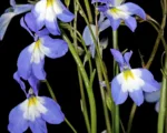 Edging lobelia (Lobelia erinus) care guide