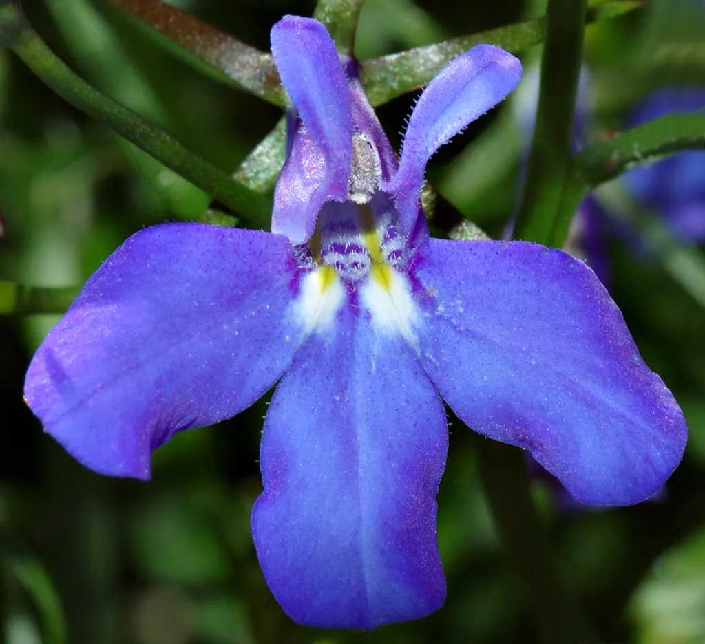 Lobelia przylądkowa (Lobelia erinus) – characteristic appearance, plant photo