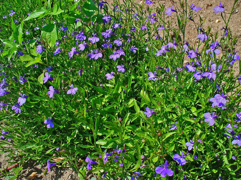 Lobelia przylądkowa (Lobelia erinus) – flowers in close-up, plant photo