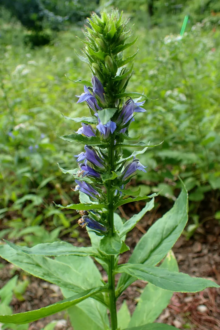 Blue Lobelia (Lobelia siphilitica) – in a garden setting, plant photo