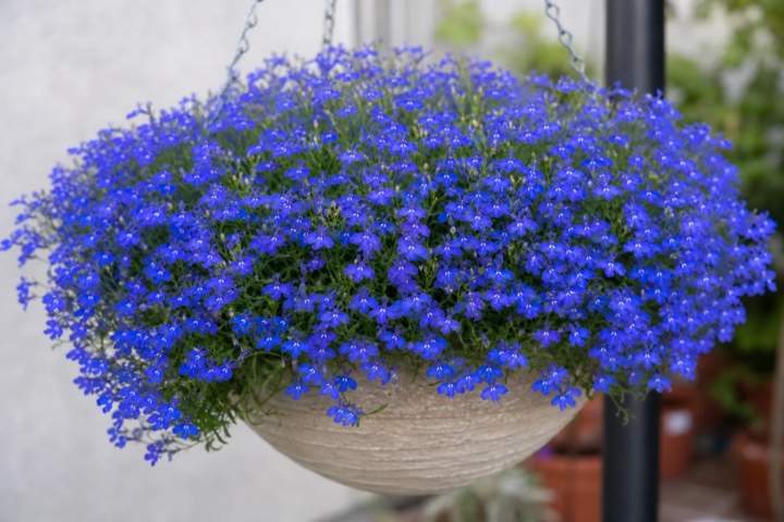 Lobelia 'Techno Blue'
