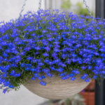 Lobelia 'Techno Blue' – zdjęcie rośliny