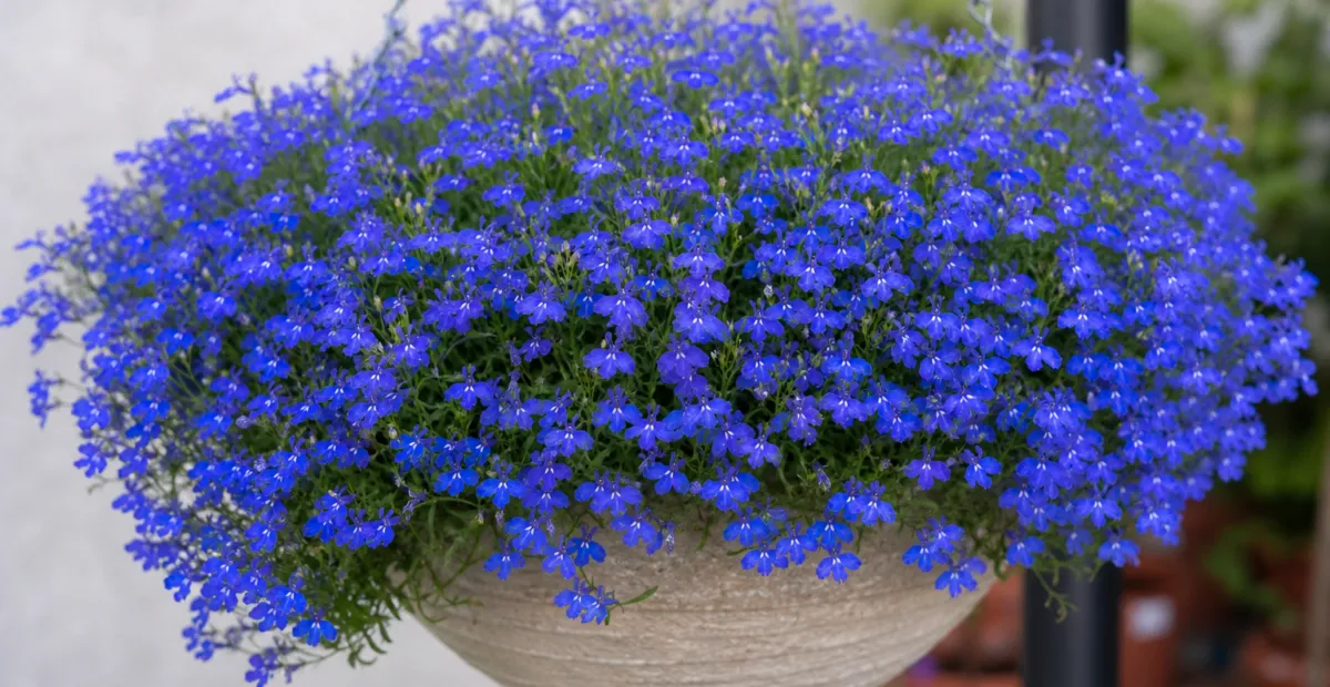 Lobelia 'Techno Blue' – plant photo