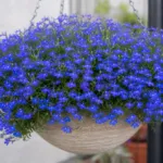 Lobelia ‘Techno Blue’ (Lobelia 'Techno Blue') – plant photo