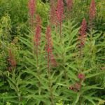 Lobelia tupa – Pflanzenfoto