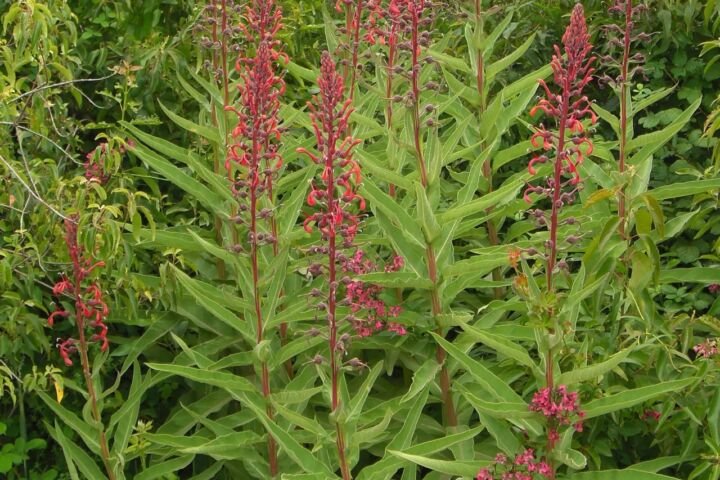 Lobelia tupa