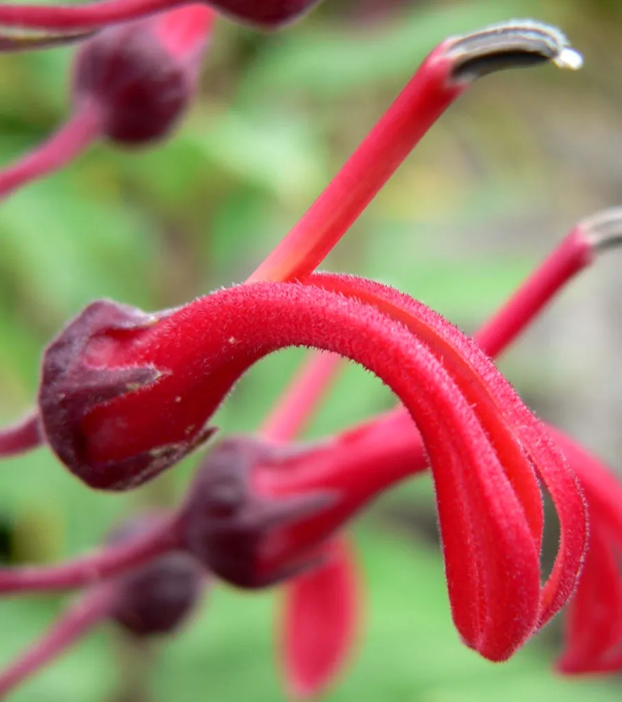 Lobelia tupa – Blüten in Nahaufnahme, Pflanzenfoto