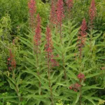 devil's tobacco (Lobelia tupa) – plant photo