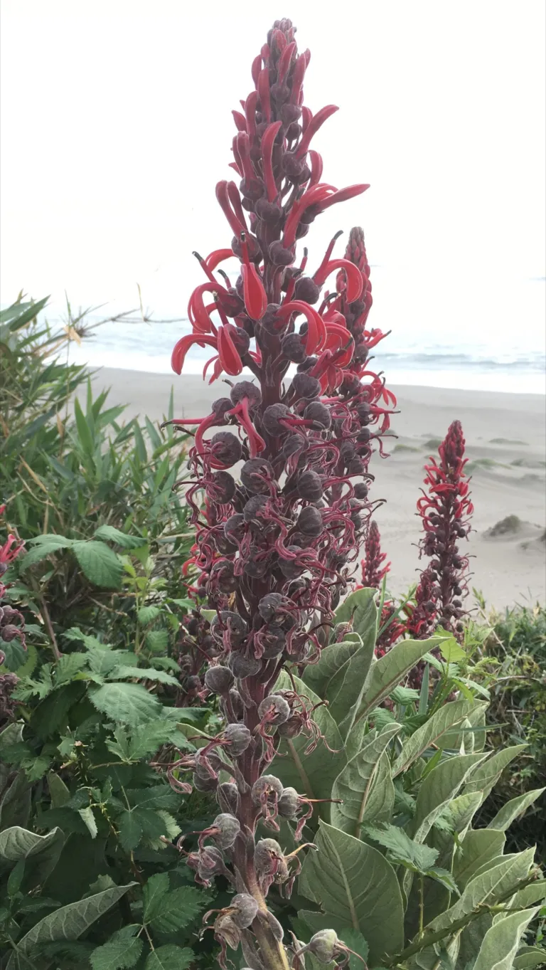 devil's tobacco (Lobelia tupa) – characteristic appearance, plant photo