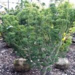 Löwenkopf-Ahorn (Acer palmatum 'Shishigashira') – Pflanzenfoto