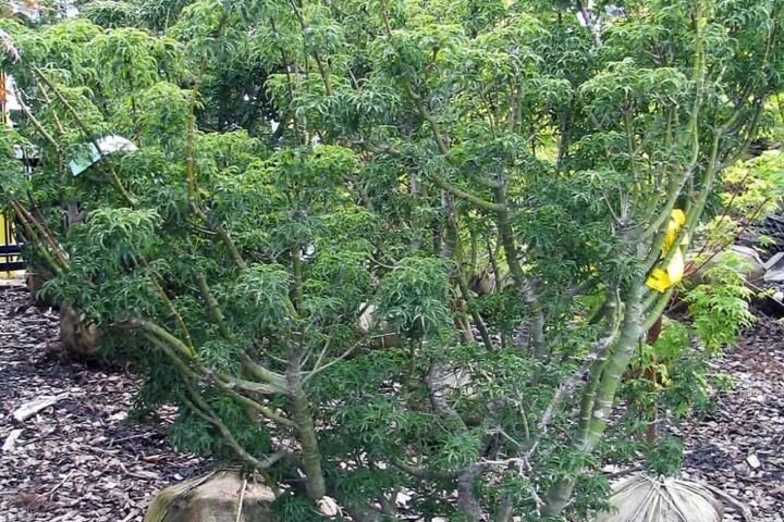 Acer palmatum 'Shishigashira'