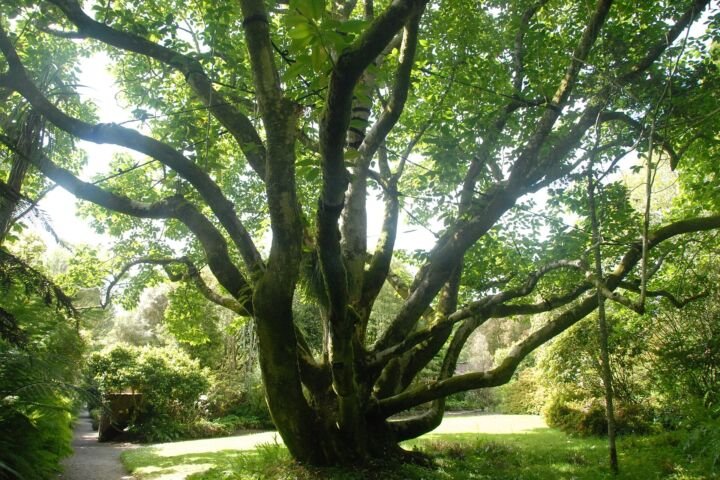 Magnolia campbellii