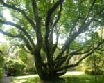 Magnolia campbellii: pestovanie a starostlivosť