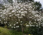 Magnolia campbellii ‘Alba’ – bielo kvitnúca magnólia