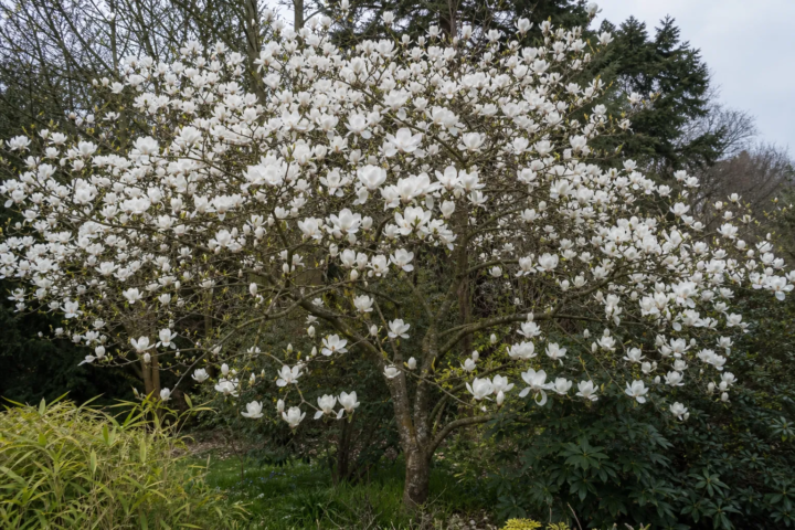 Magnolia campbellii 'Alba'