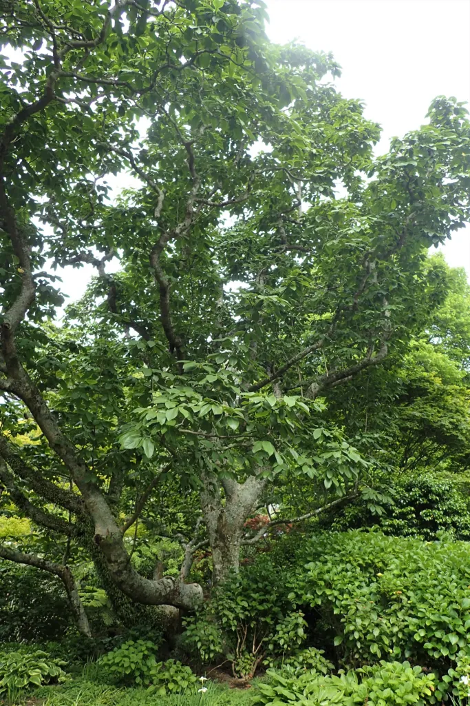 Campbell's Magnolia (Magnolia campbellii) – in a garden setting, plant photo
