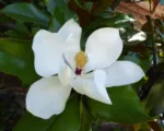 Southern magnolia (Magnolia grandiflora) care guide