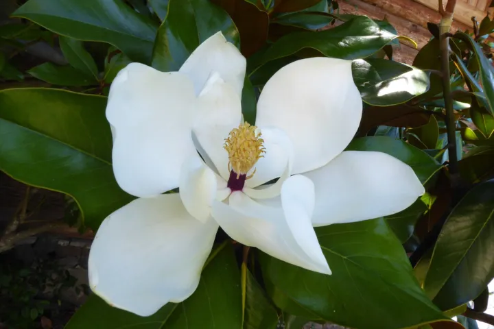 Magnolia grandiflora