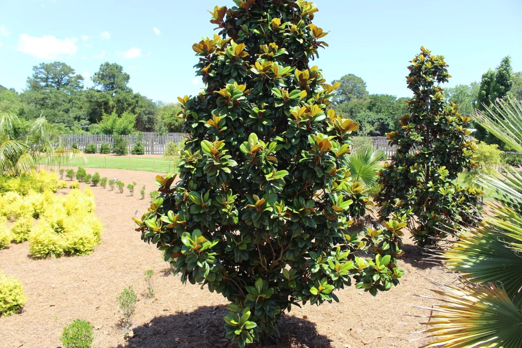 Magnolia wielkokwiatowa (Magnolia grandiflora) – characteristic appearance, plant photo