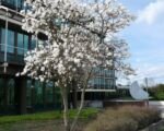 Magnolia gwiaździsta (Magnolia stellata) — uprawa i pielęgnacja