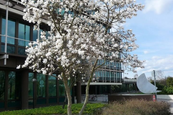 Magnolia stellata