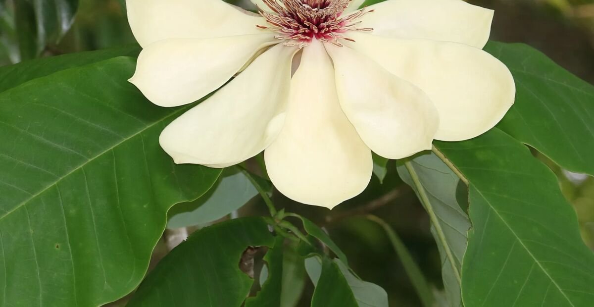Magnolia japońska wielkolistna (Magnolia obovata) – plant photo