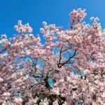 Magnólia ľaliokvetá (Magnolia liliiflora) – fotografia rastliny