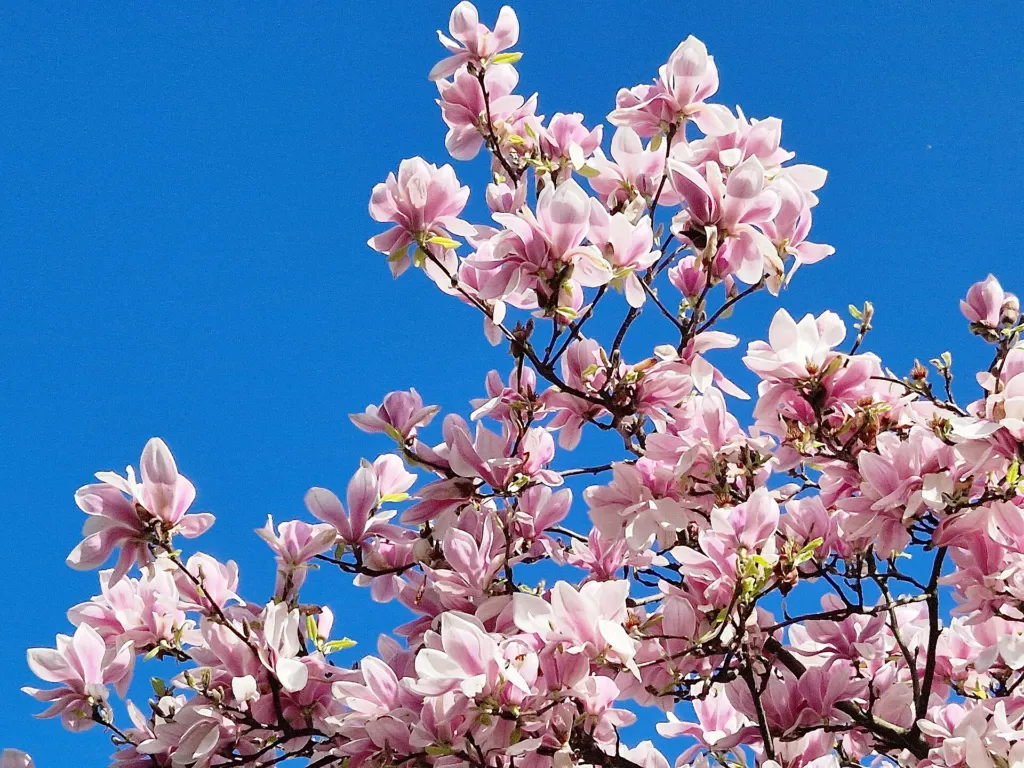 Magnolia purpurowa (Magnolia liliiflora) – flowers in close-up, plant photo