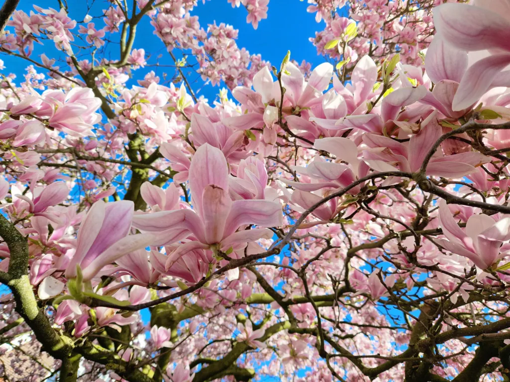 Magnolia purpurowa (Magnolia liliiflora) – flowers in close-up, plant photo