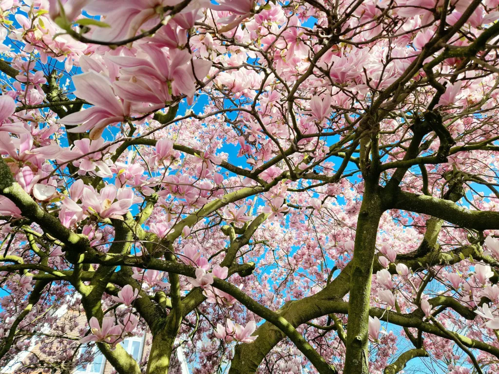Magnolia purpurowa (Magnolia liliiflora) – flowers in close-up, plant photo