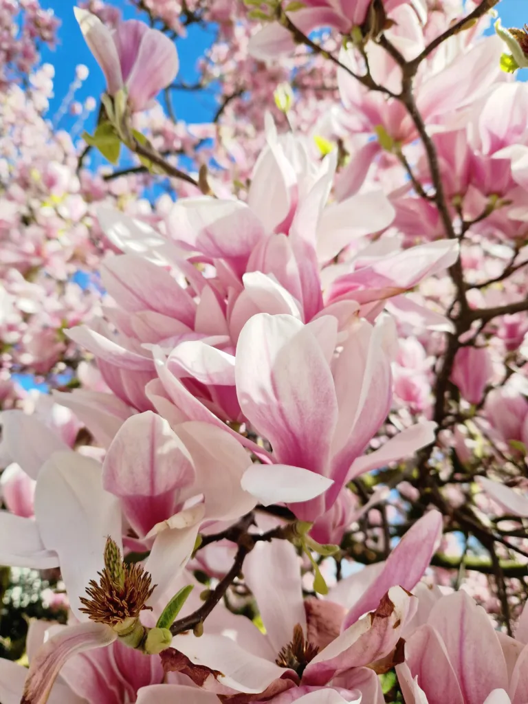 Magnolia purpurowa (Magnolia liliiflora) – flowers in close-up, plant photo