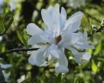 Magnolia loebneri – pestovanie a starostlivosť