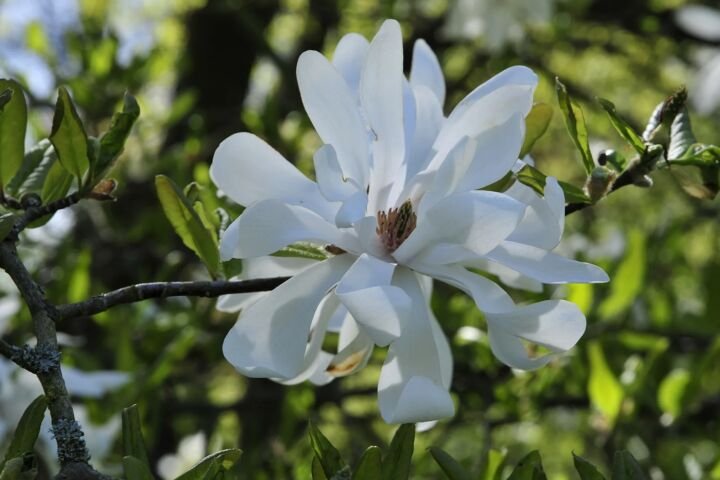 Magnolia loebneri