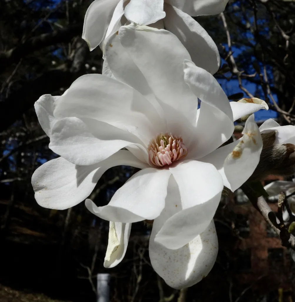 Magnolia loebneri – Blüten in Nahaufnahme, Pflanzenfoto