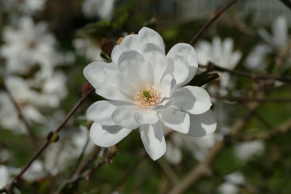 Magnolia loebneri – Blüten in Nahaufnahme, Pflanzenfoto