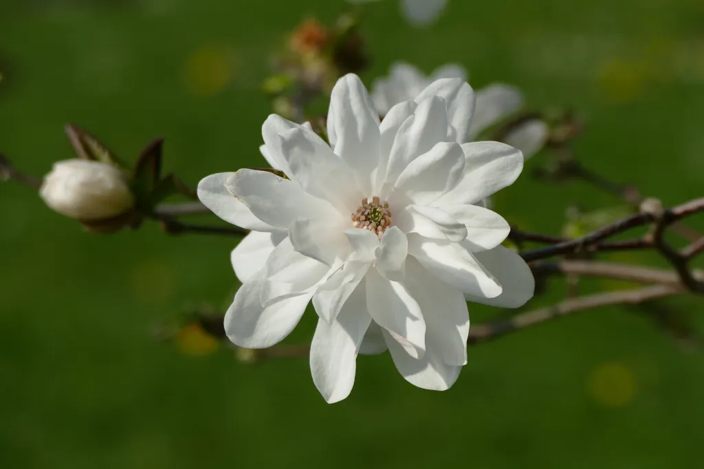 Magnolia loebneri – Blüten in Nahaufnahme, Pflanzenfoto