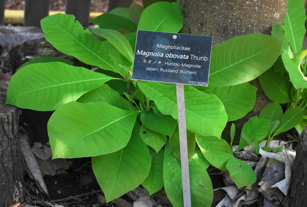 Magnolia japońska wielkolistna (Magnolia obovata) – in a garden setting, plant photo