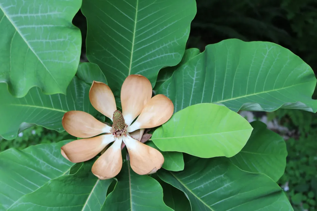 Magnolia japońska wielkolistna (Magnolia obovata) – flowers in close-up, plant photo