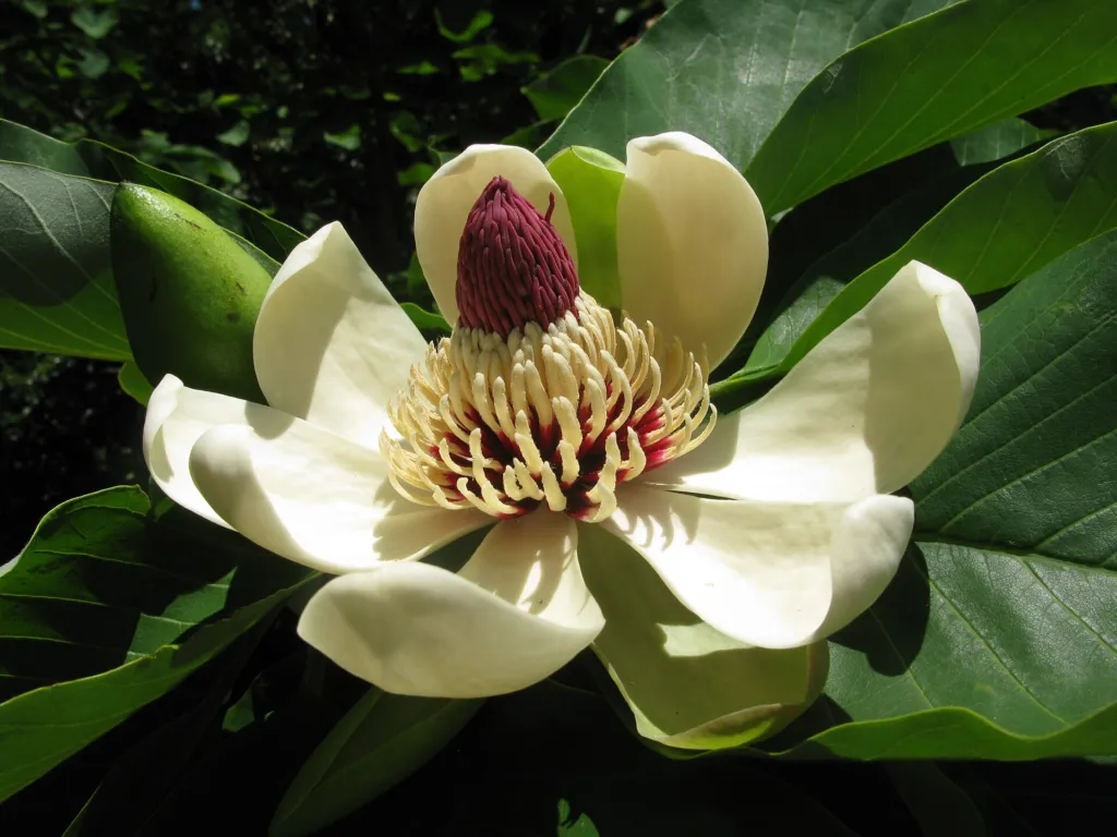 Magnolia japońska wielkolistna (Magnolia obovata) – in a garden setting, plant photo