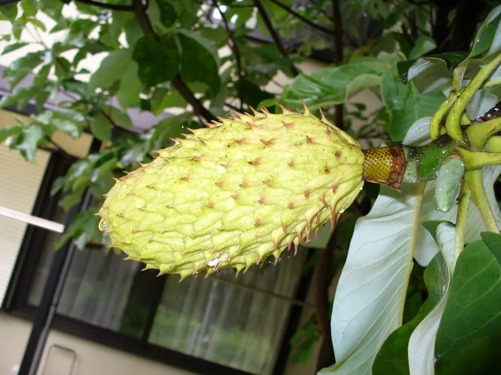 Magnolia japońska wielkolistna (Magnolia obovata) – fruit in close-up, plant photo